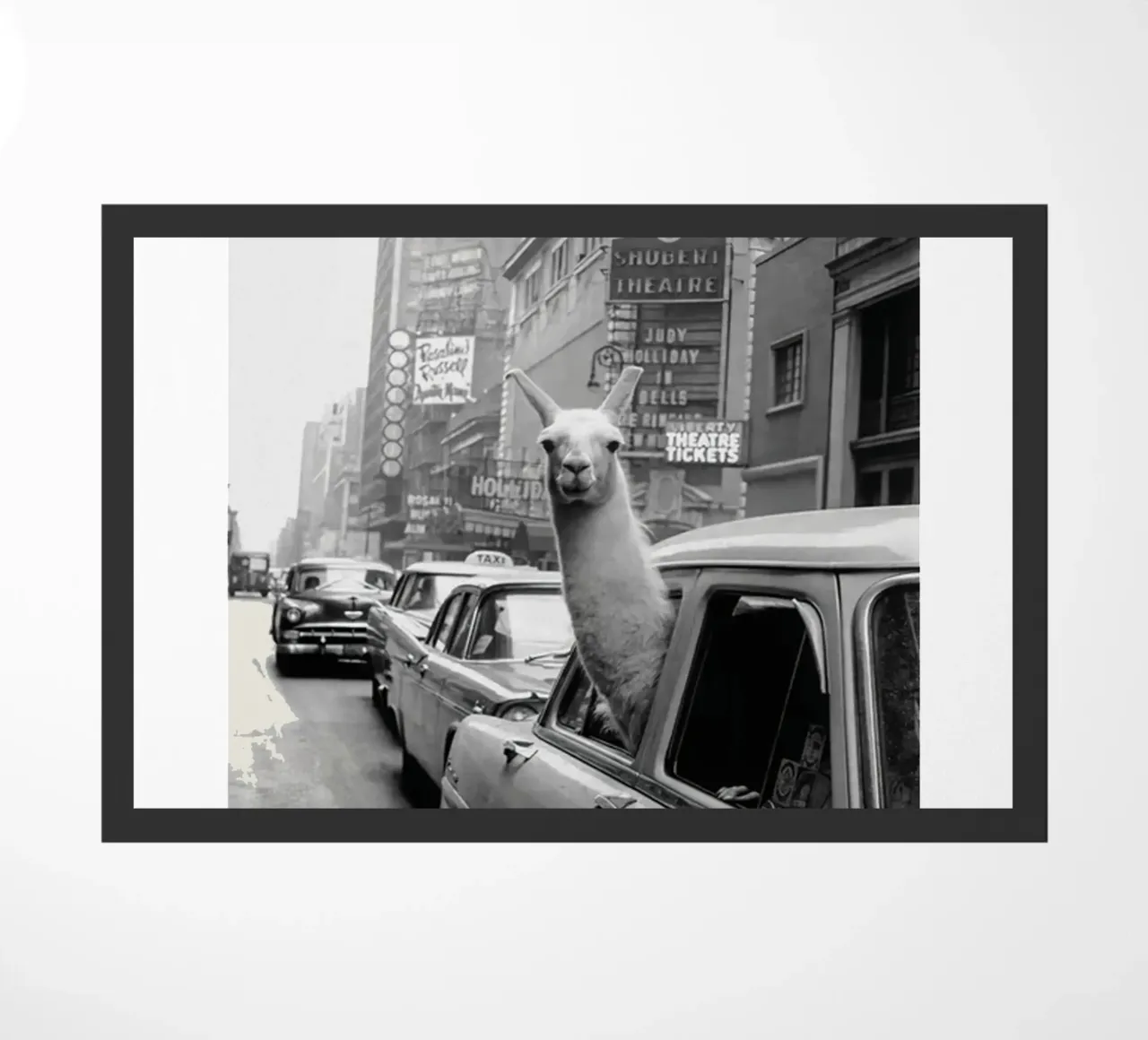 Lama in taxi zerbino da Black And White