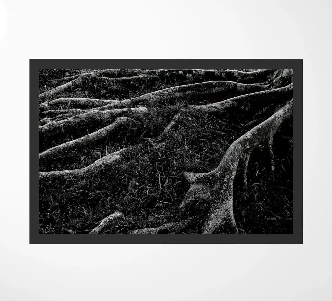 Roots I zerbino da Tal Paz-Fridman