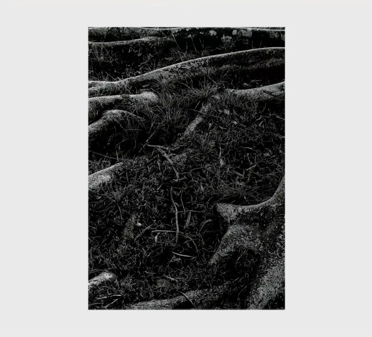 Roots I notebook by Tal Paz-Fridman