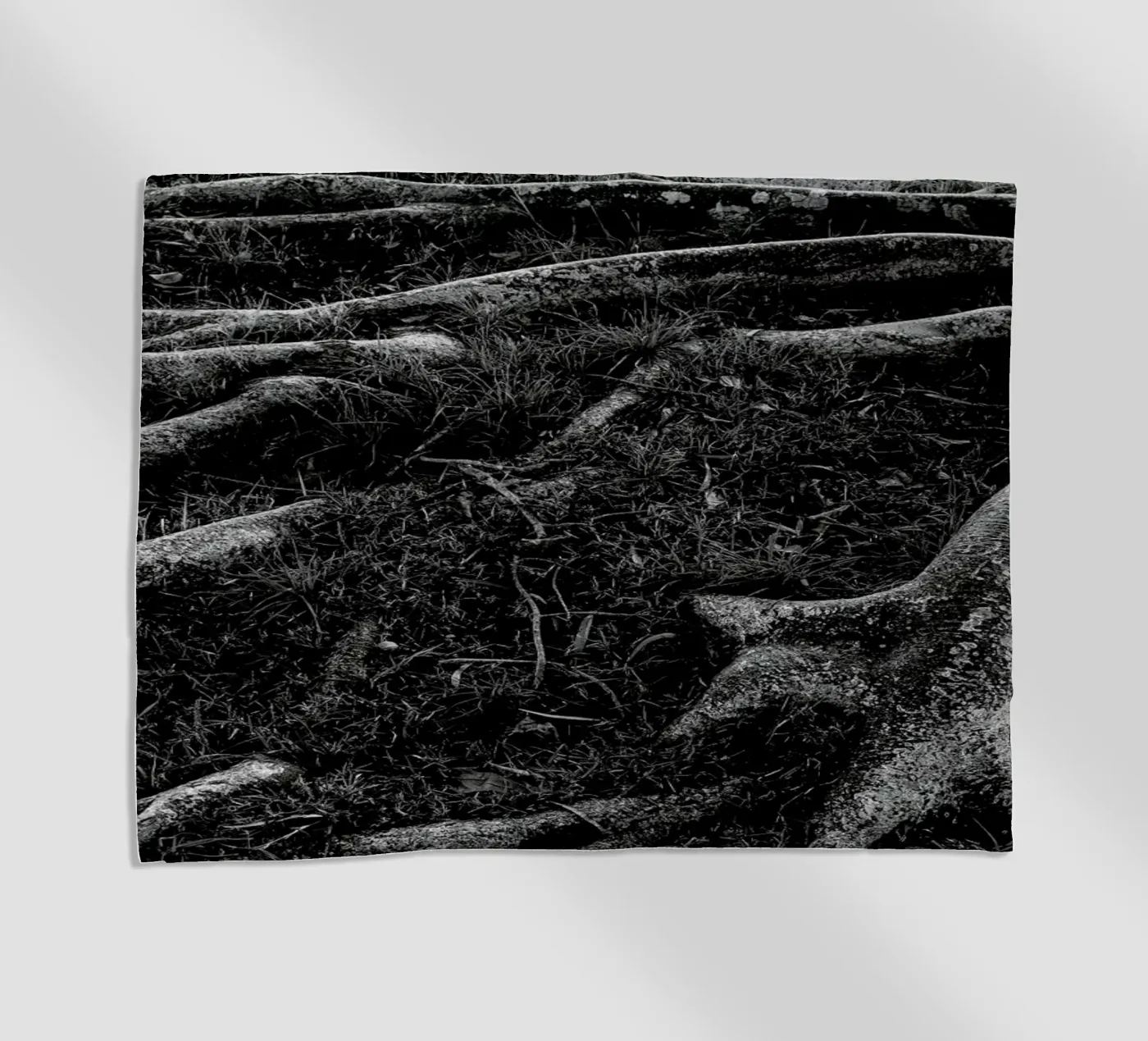 Roots I telo mare da Tal Paz-Fridman