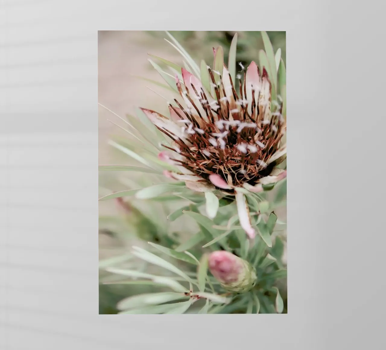 Blomma pellicola backlit da Shot By Clint