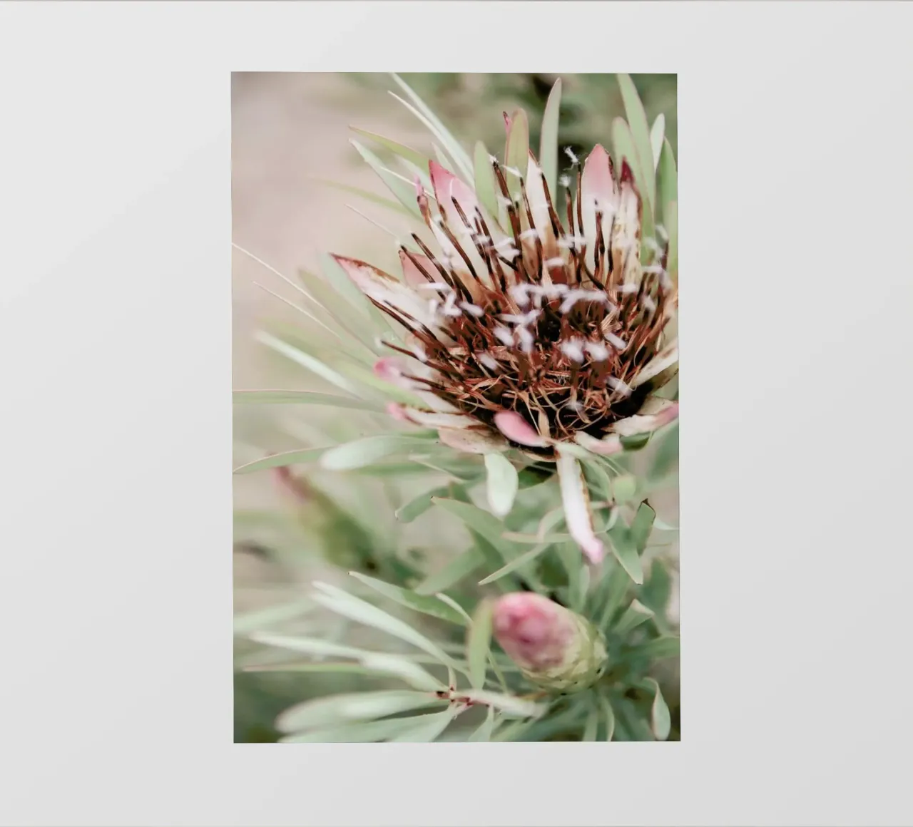 Blomma pellicola backlit da Shot By Clint