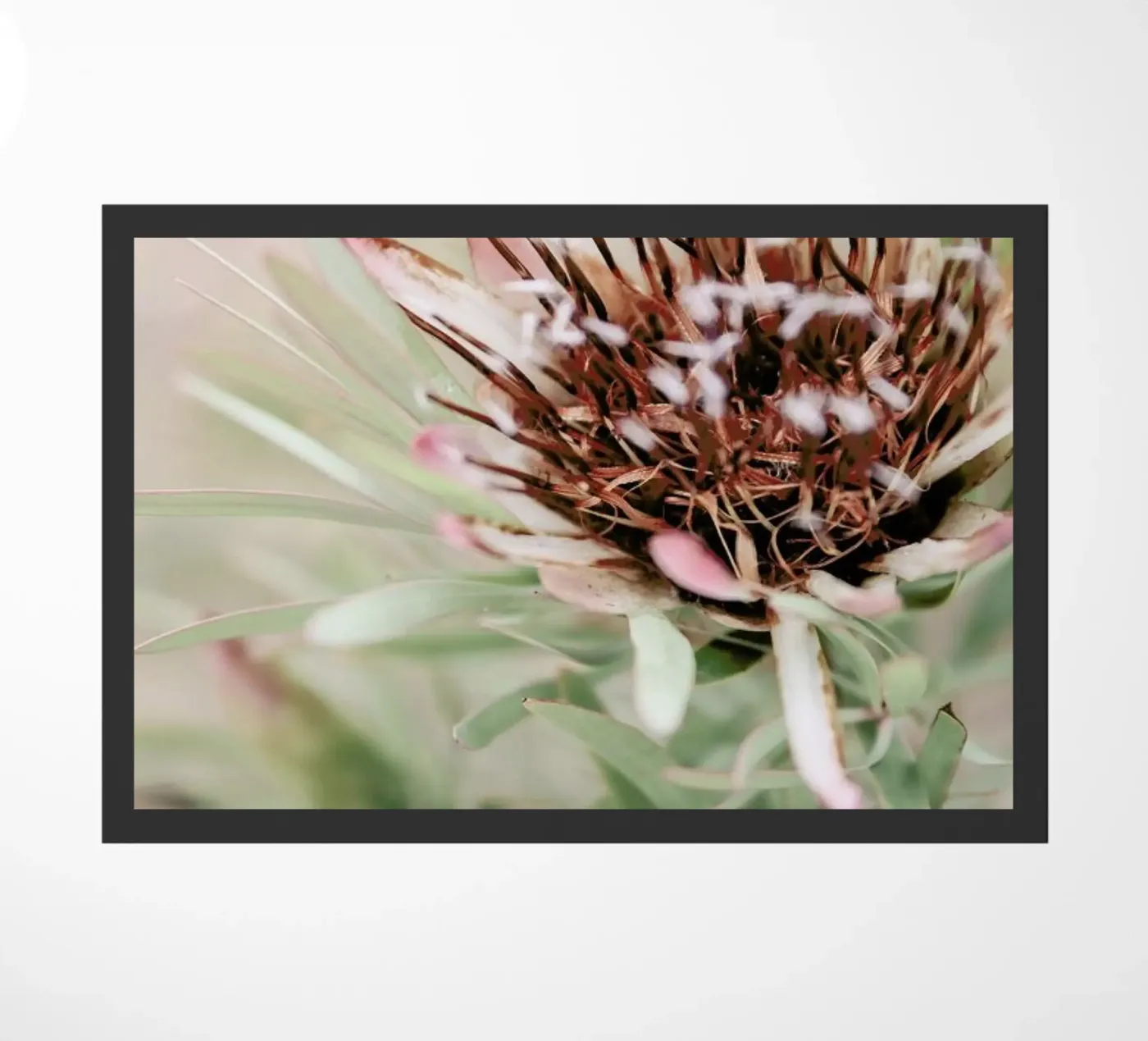 Blomma zerbino da Shot By Clint