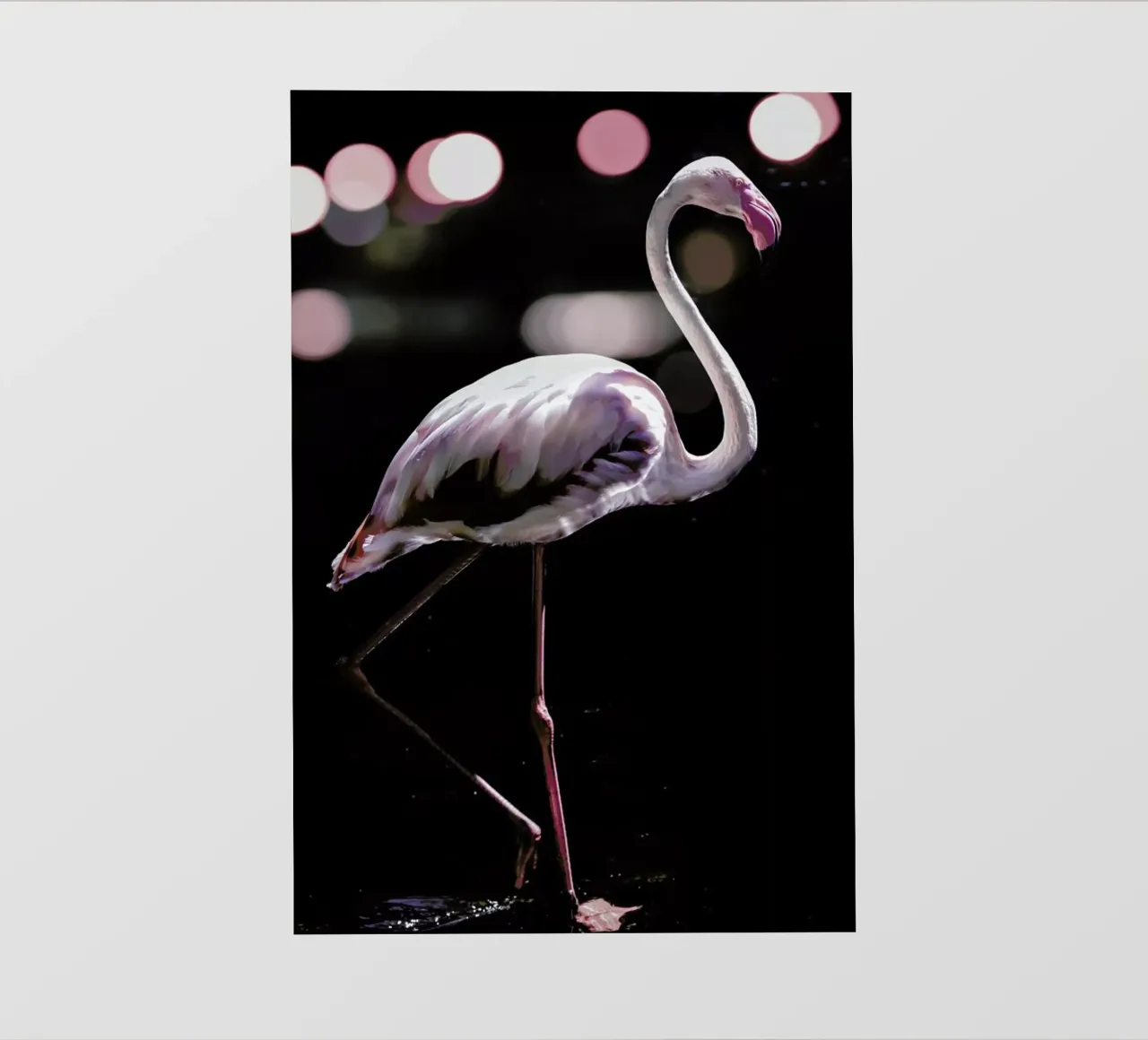 Dancing Flamingo pellicola backlit da Shot By Clint