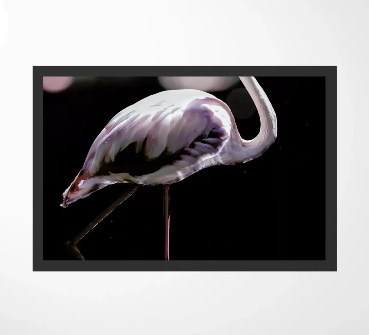Dancing Flamingo zerbino da Shot By Clint