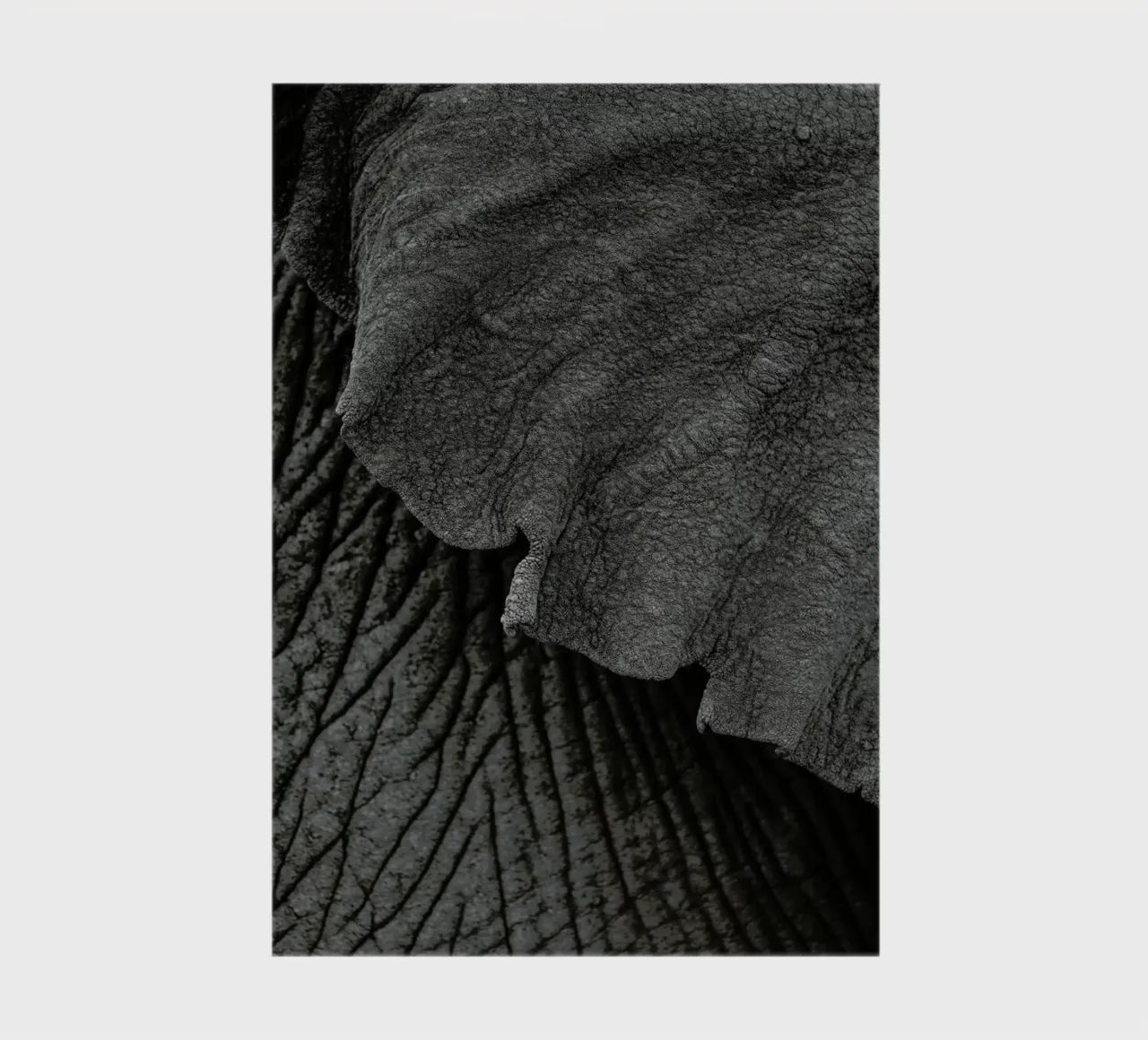 Olifant 02 notebook by Shot By Clint