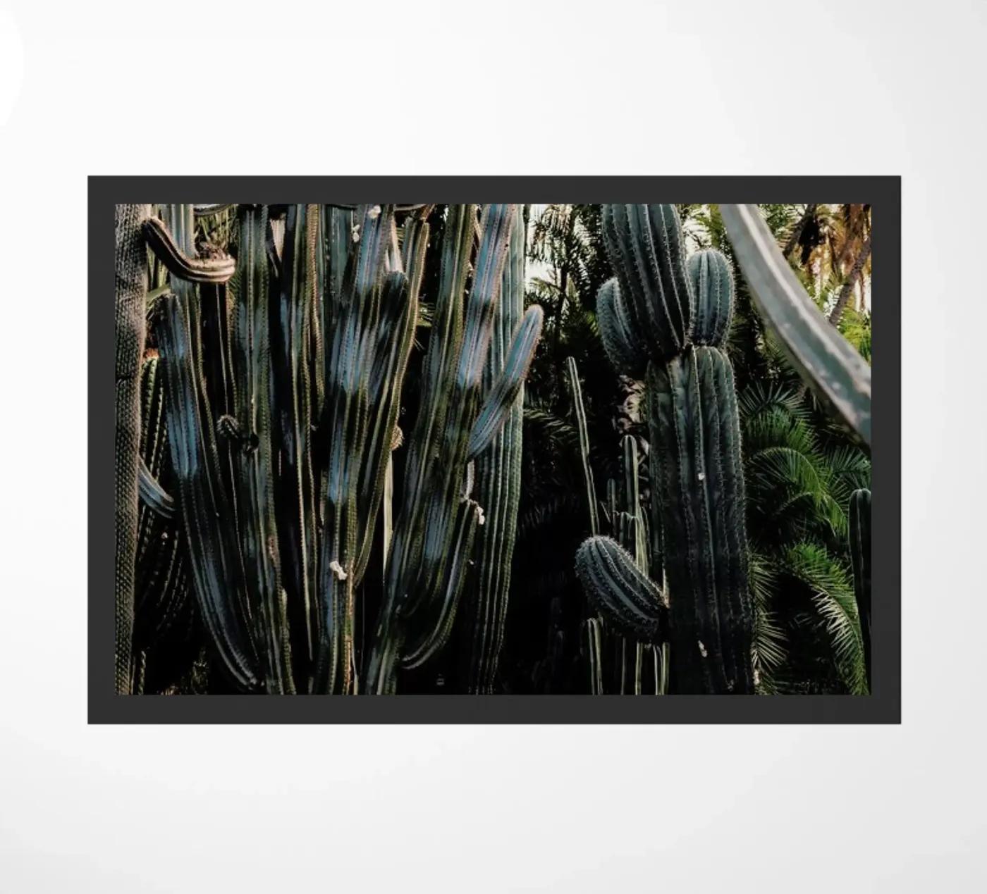 Cactus Friends zerbino da EyeEm Mobile GmbH