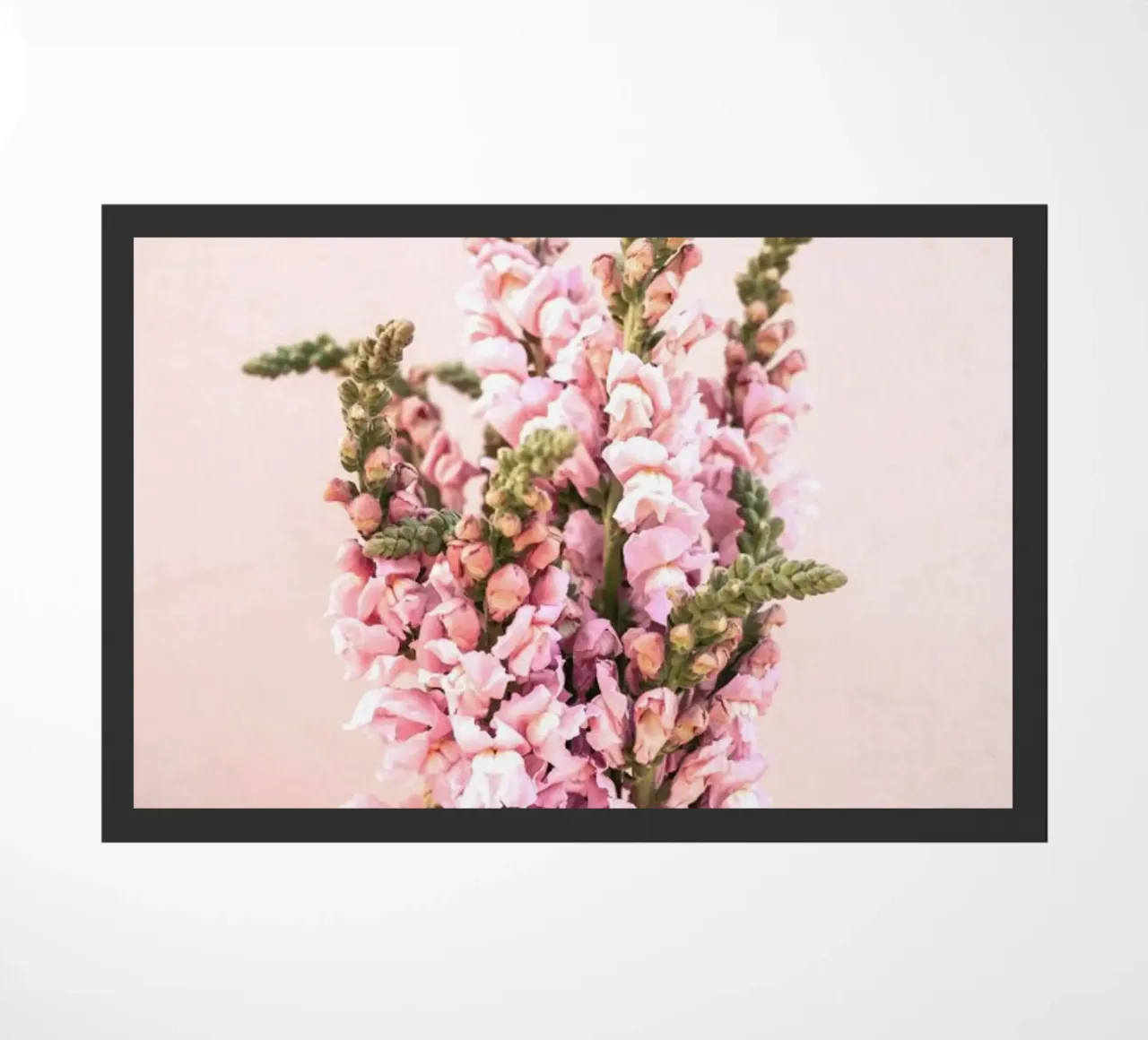 Snapdragons zerbino da EyeEm Mobile GmbH