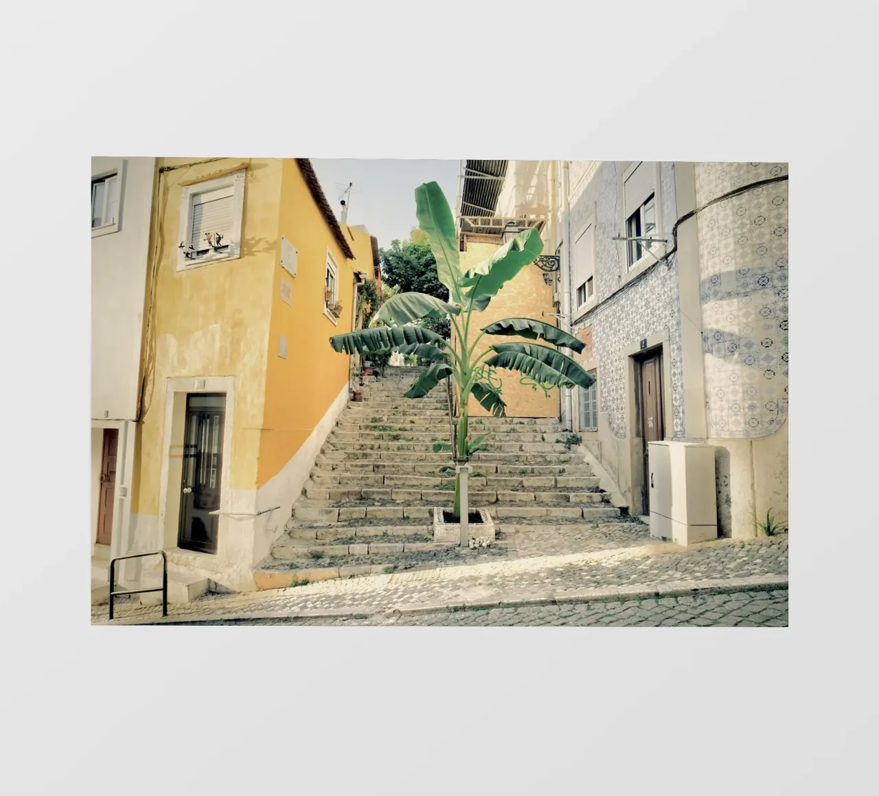 Palm Tree - Lisbon Street photo wallpaper by KISSA STUDIO
