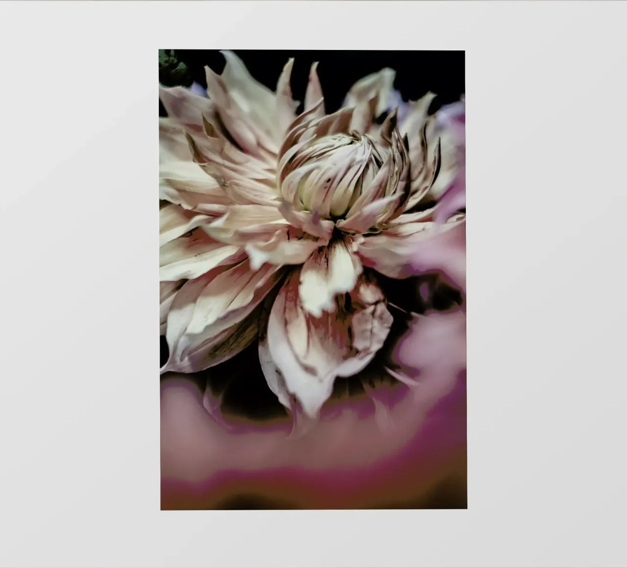 Morning Glory pvc cover by Shot By Clint