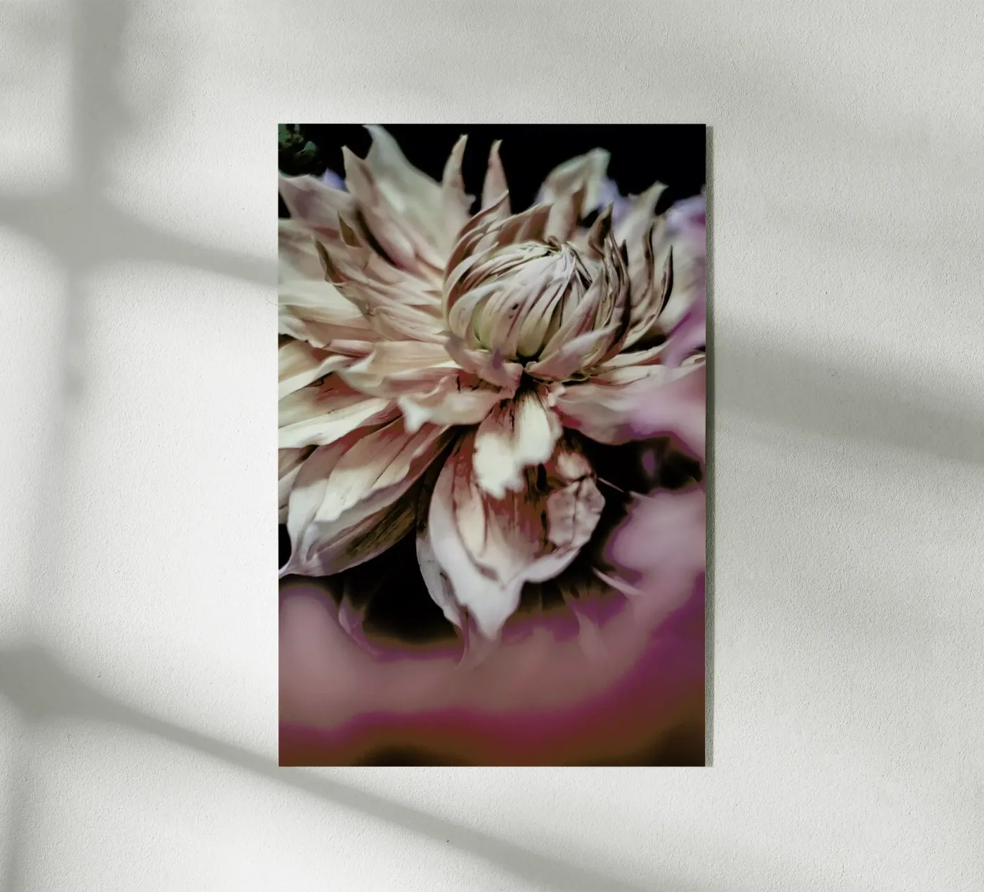 Morning Glory plexiglass da Shot By Clint