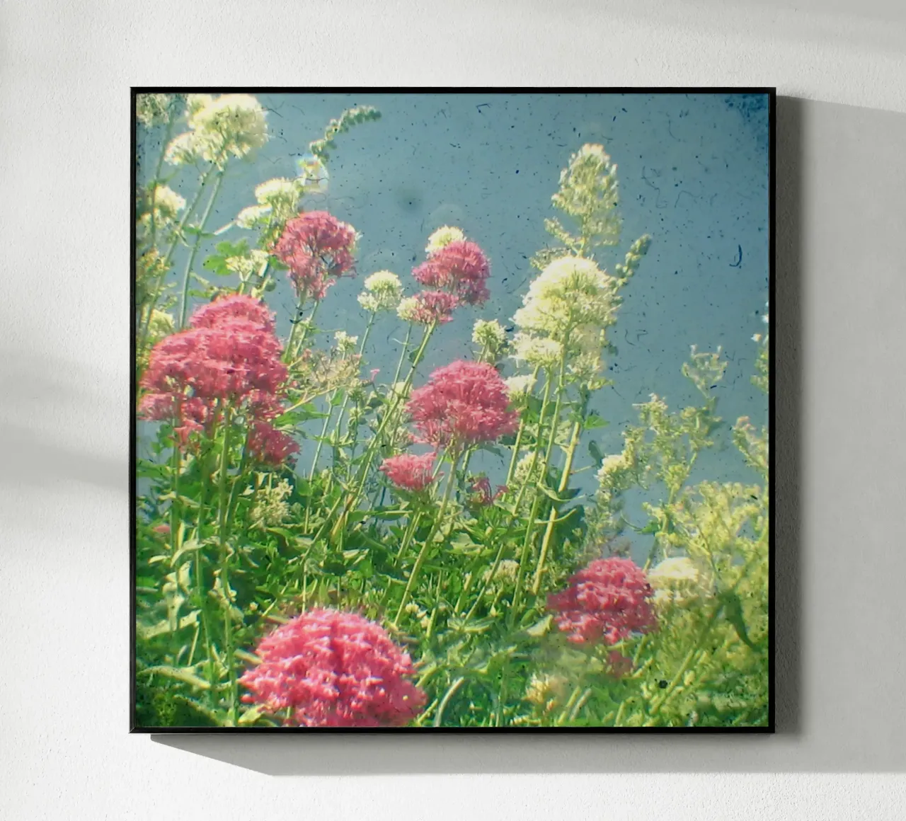 Lamponi e panna plexiglass da Cassia Beck Photography