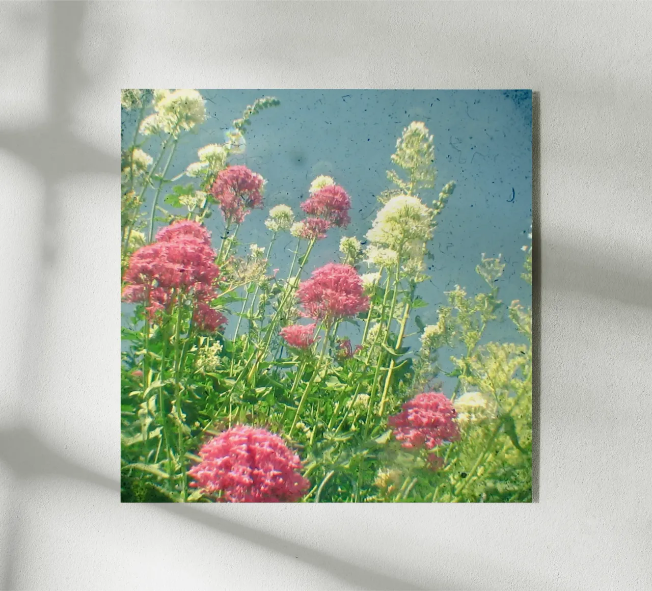 Lamponi e panna plexiglass da Cassia Beck Photography