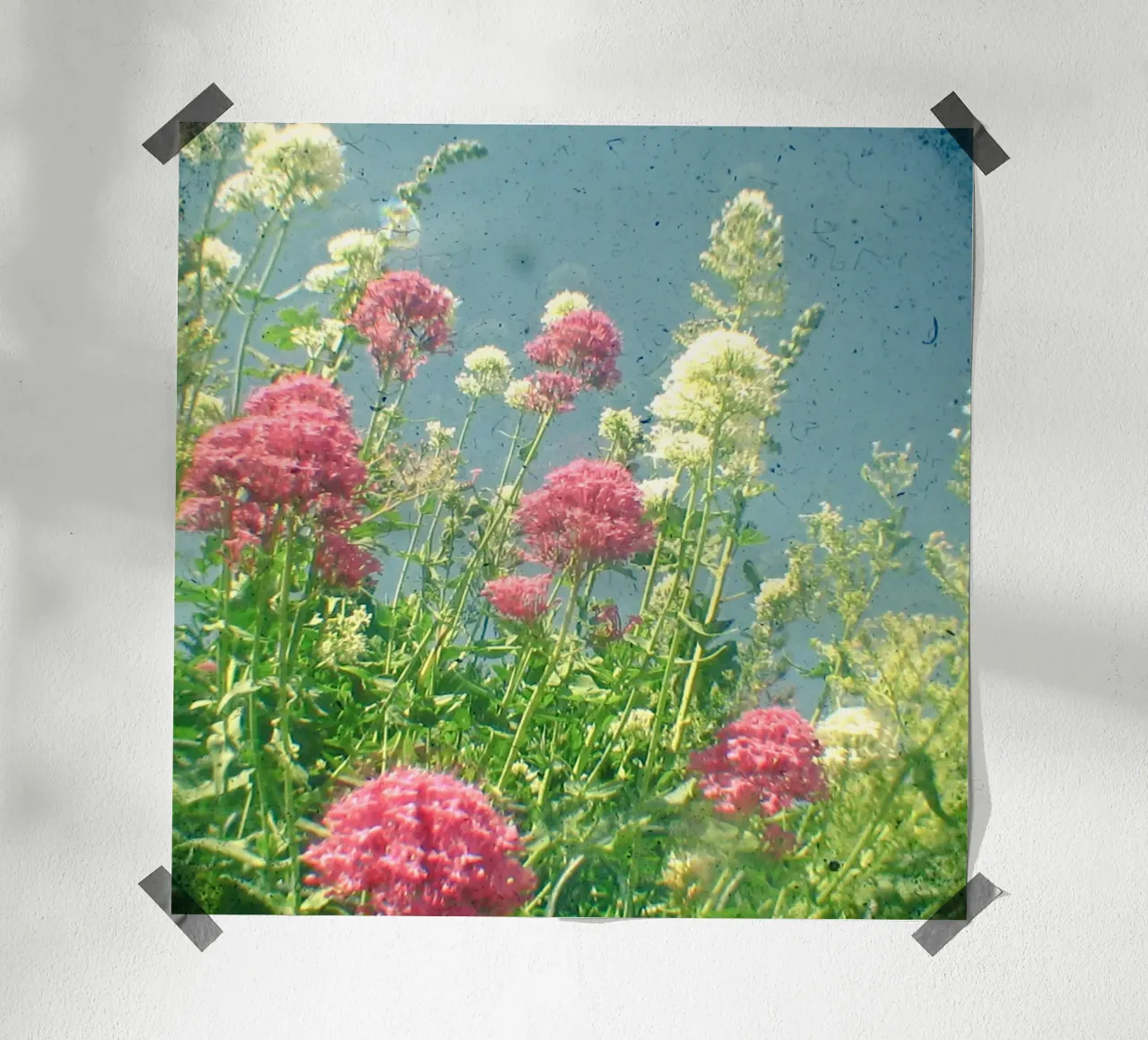 Lamponi e panna poster da Cassia Beck Photography