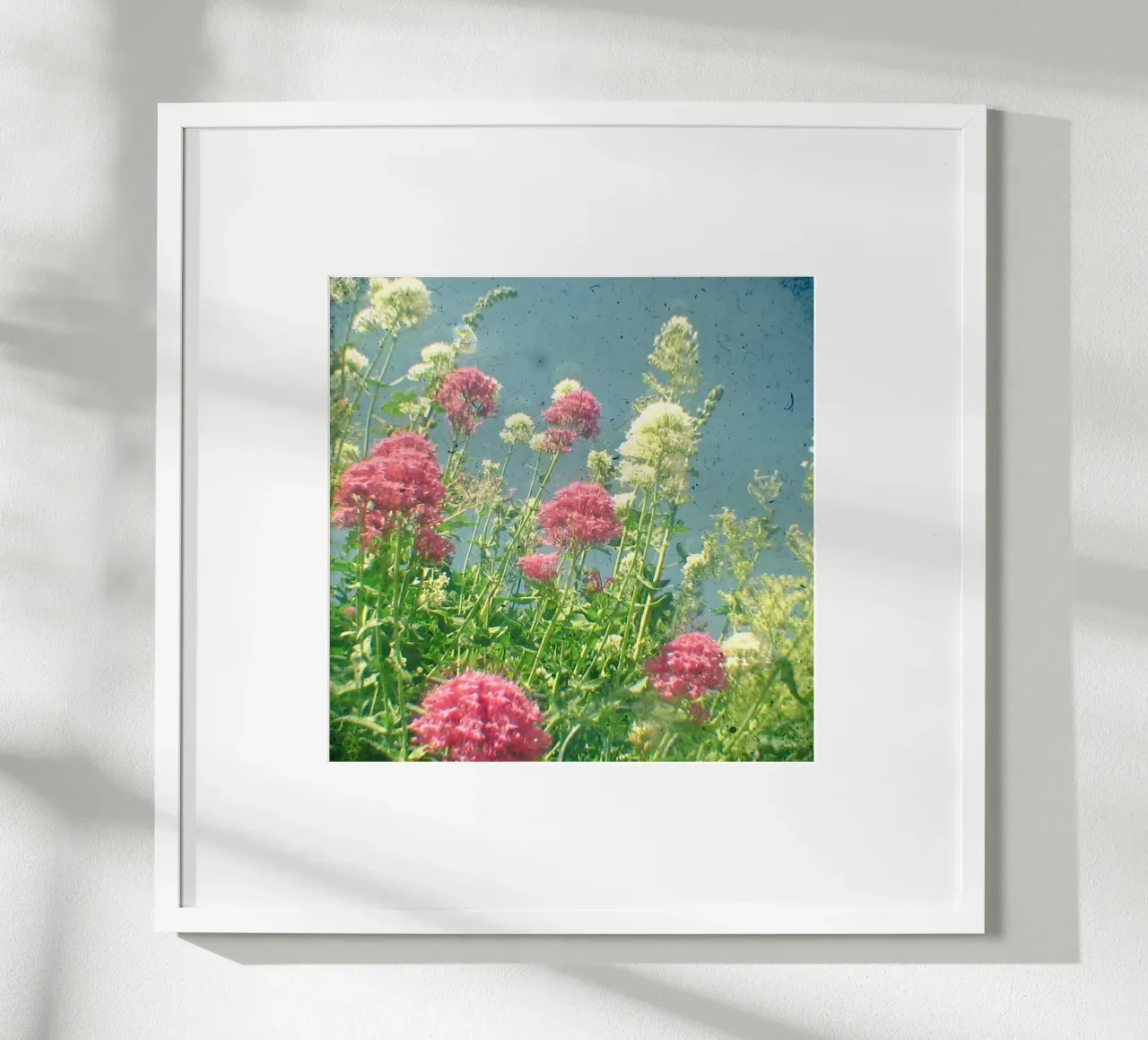 Lamponi e panna poster da Cassia Beck Photography