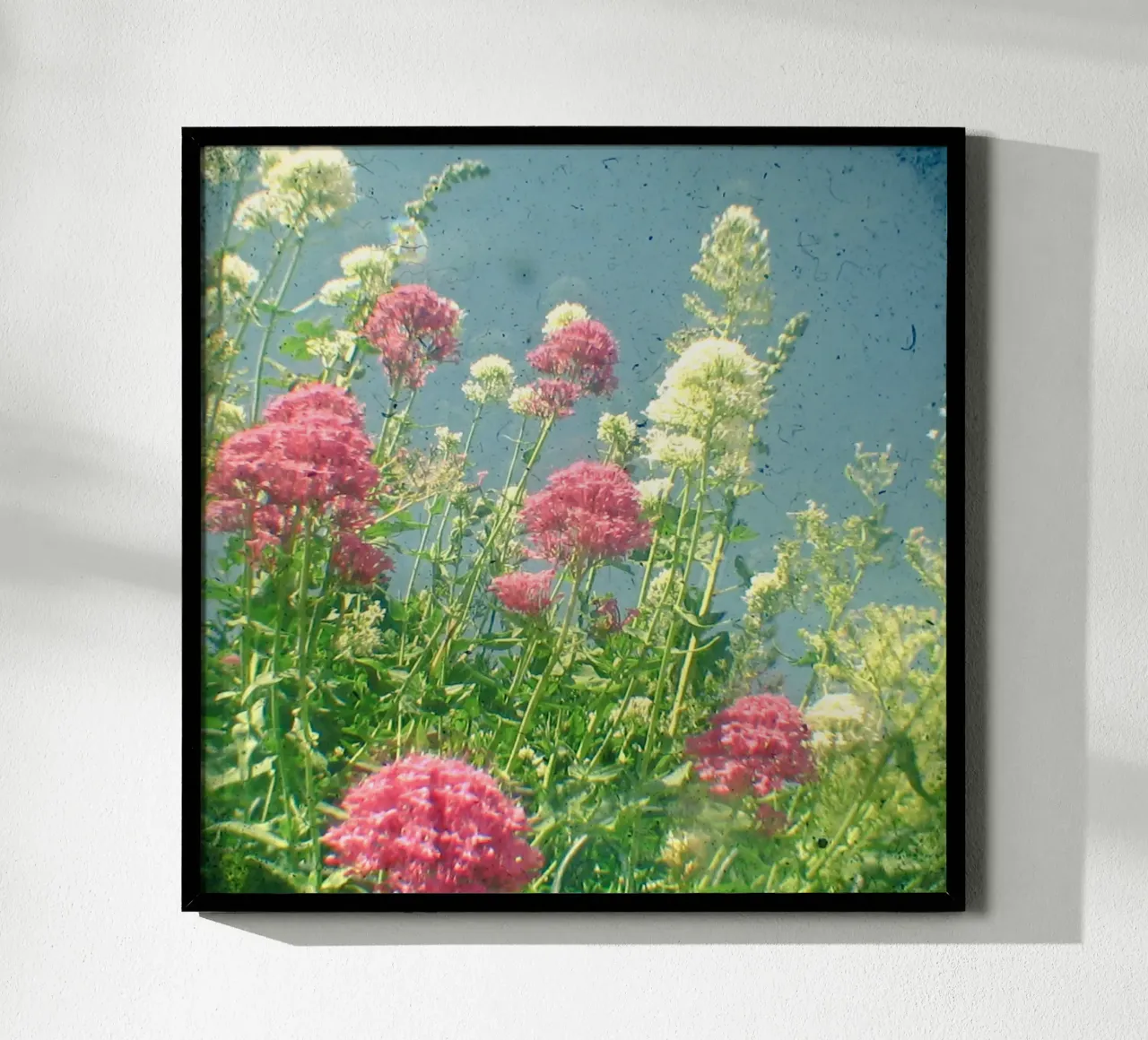 Lamponi e panna poster da Cassia Beck Photography