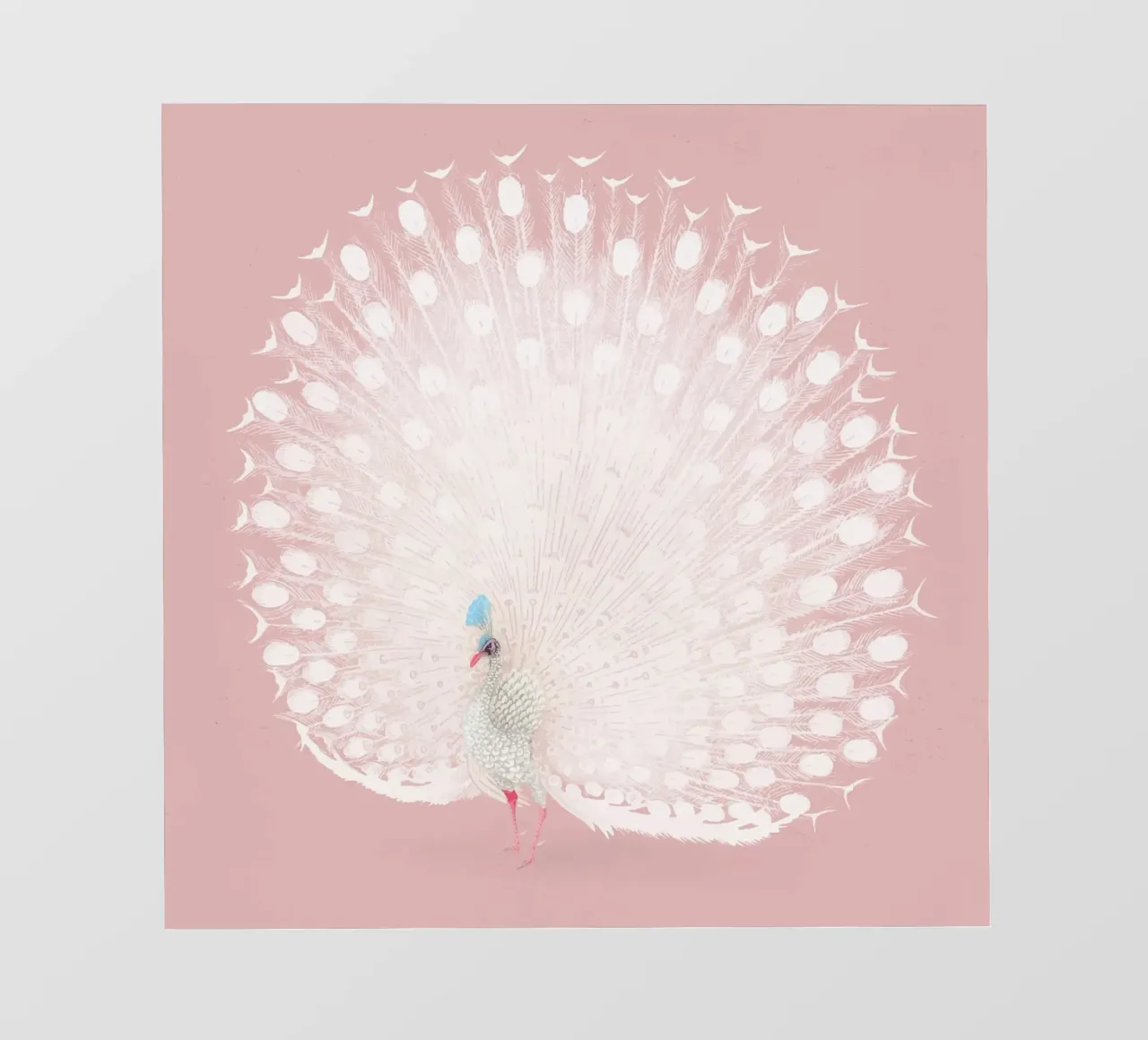 White Peacock Display - Ethereal Pastel Pink Art Print photo wallpaper by NorwesClub