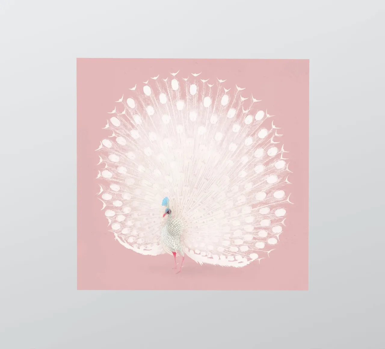 White Peacock Display - Ethereal Pastel Pink Art Print sticker by NorwesClub