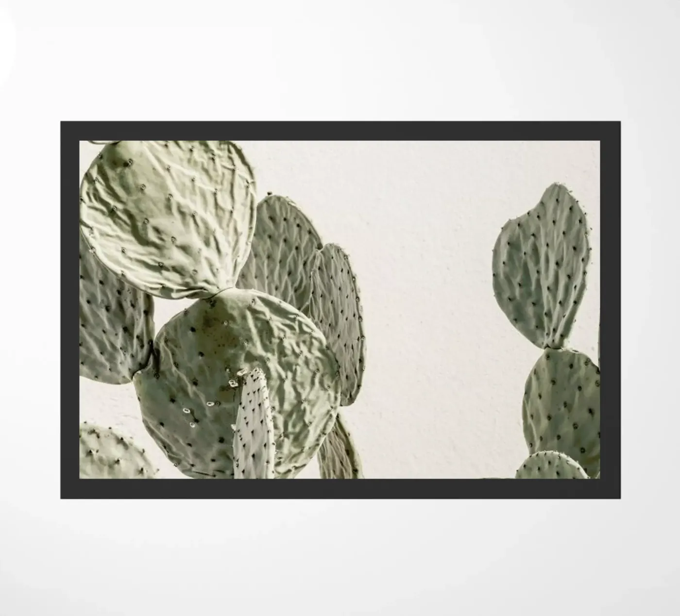 Mexi Catus zerbino da Shot By Clint