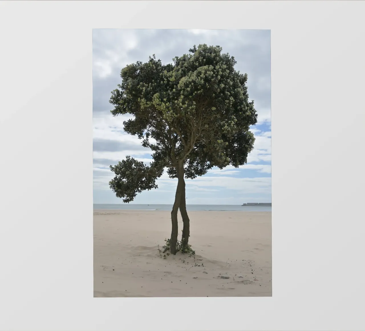 Albero solitario sulla spiaggia di Matosinhos pellicola backlit da byrieneke