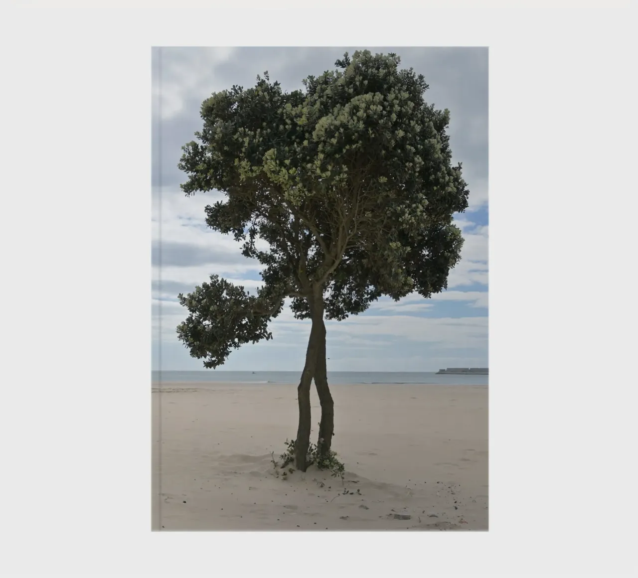 Lonely Tree at the Beach in Matosinhos notebook by byrieneke