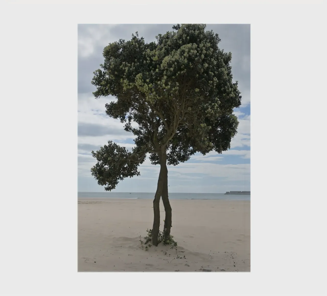 Lonely Tree at the Beach in Matosinhos notebook by byrieneke