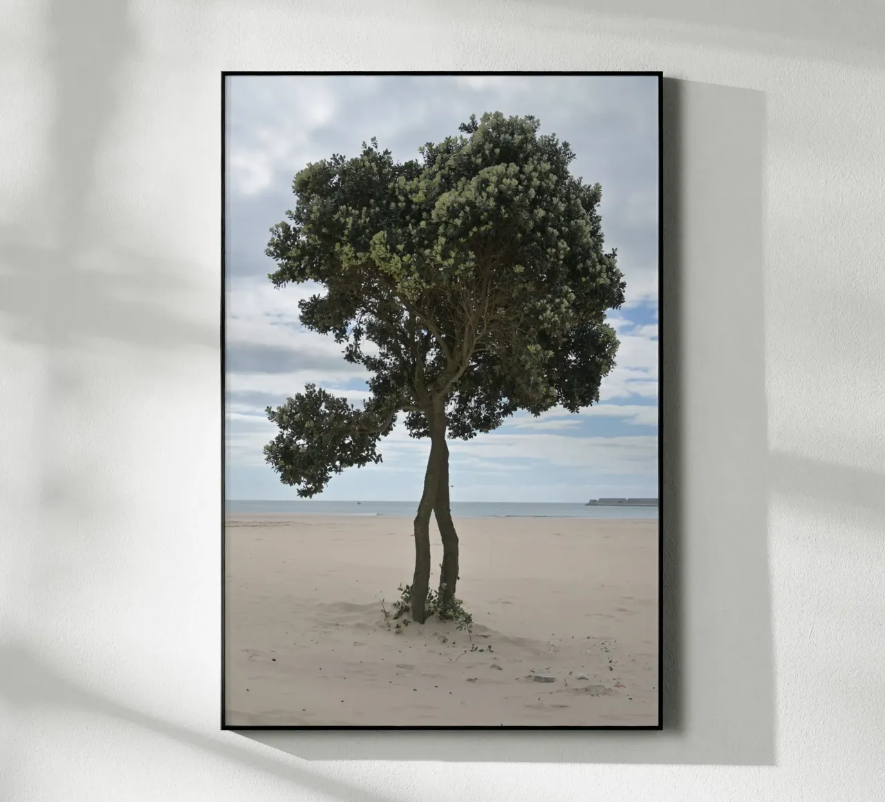 Albero solitario sulla spiaggia di Matosinhos plexiglass da byrieneke