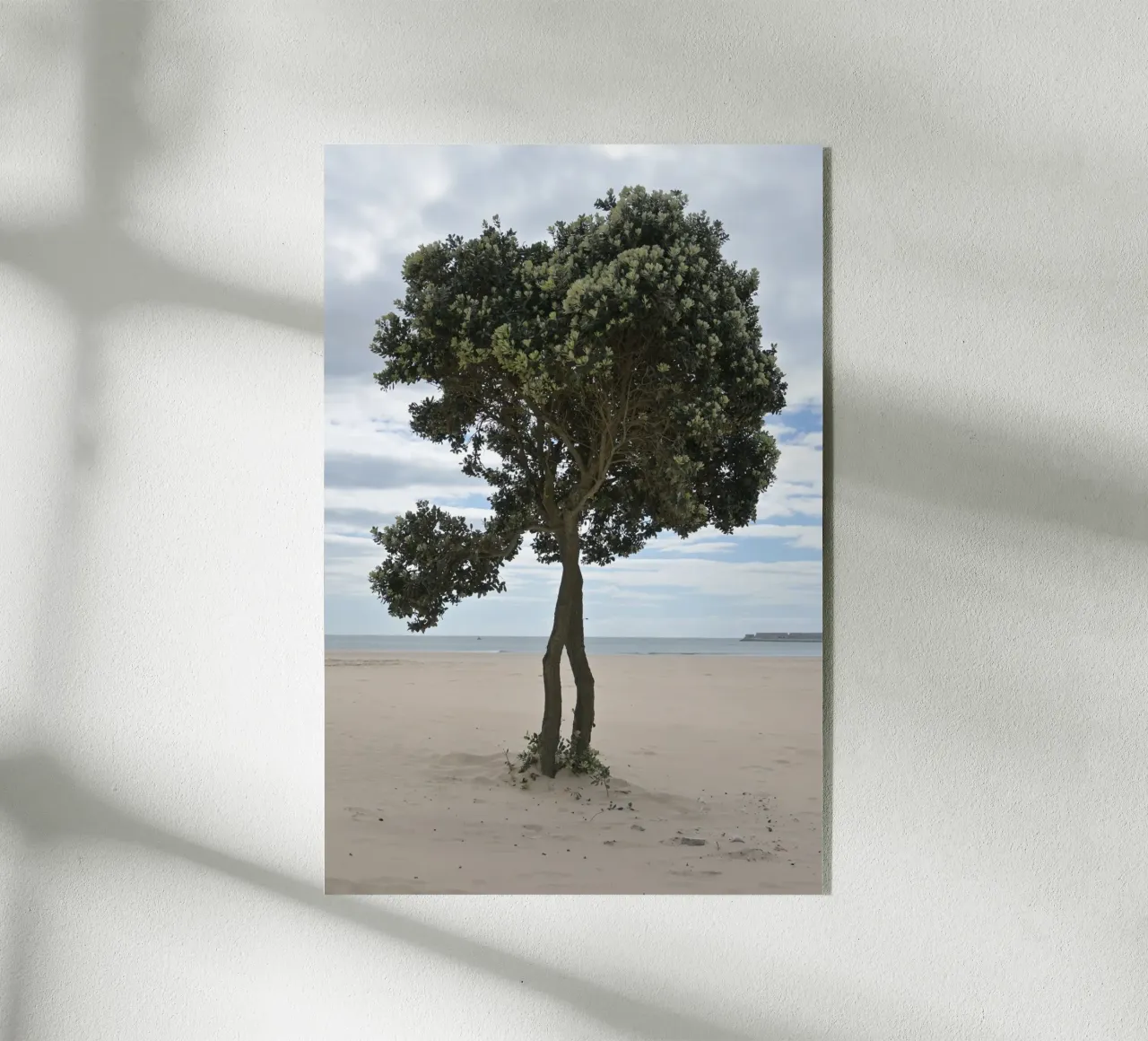 Albero solitario sulla spiaggia di Matosinhos plexiglass da byrieneke