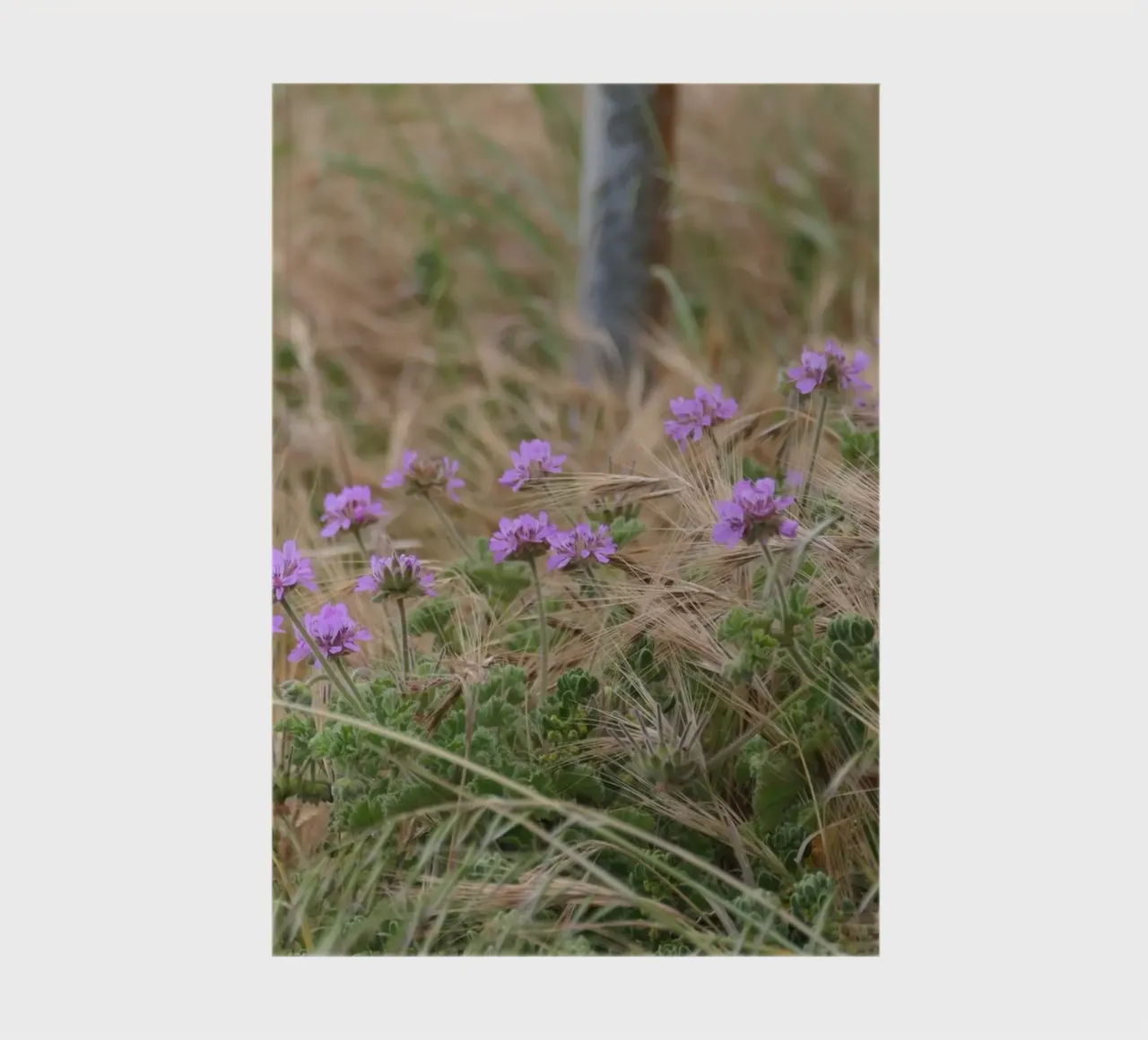 Fleurs violettes dans l'herbe jaune et verte carnet de notes de byrieneke