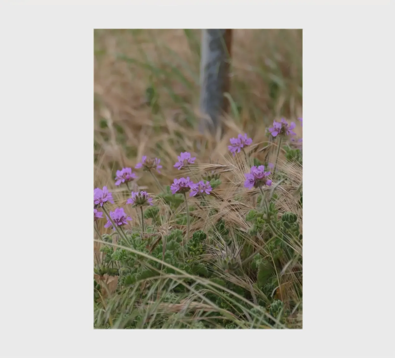 Fleurs violettes dans l'herbe jaune et verte carnet de notes de byrieneke