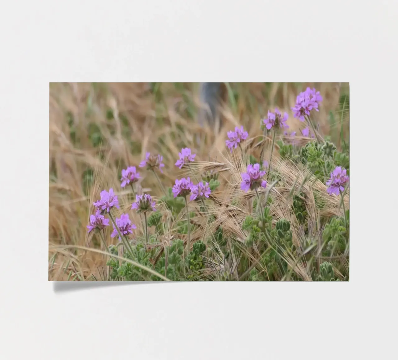 Fleurs violettes dans l'herbe jaune et verte planche autocollant de byrieneke