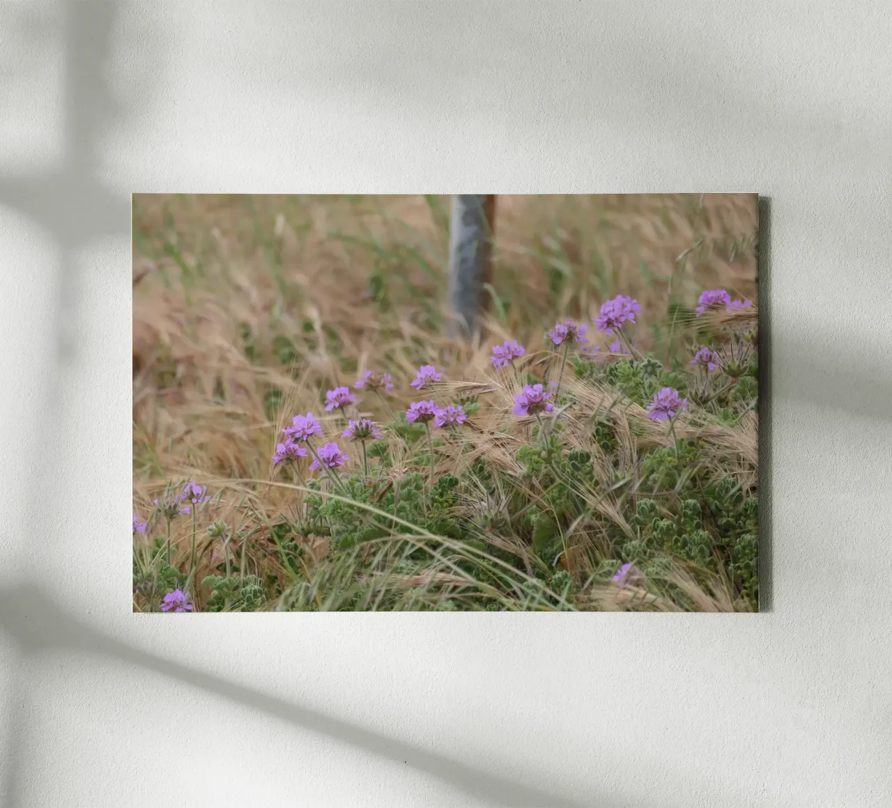Purple Flowers in Yellow & Green Grass canvas with Floater frame by byrieneke