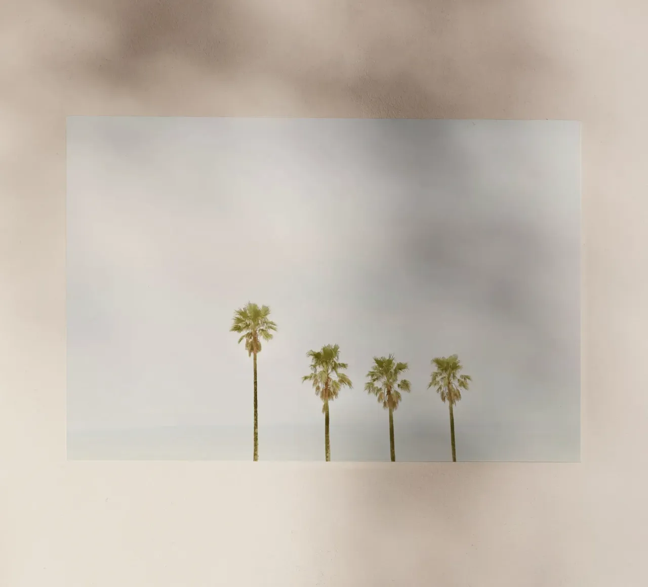 Calm Palm Trees pellicola backlit da KISSA STUDIO