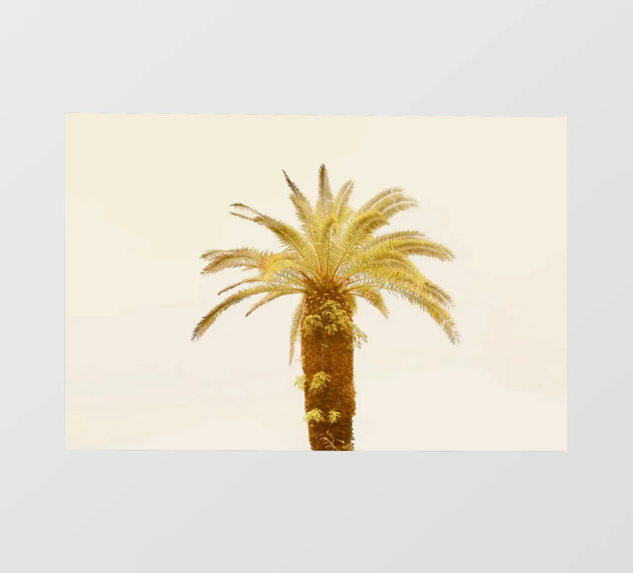 Palma pellicola backlit da KISSA STUDIO