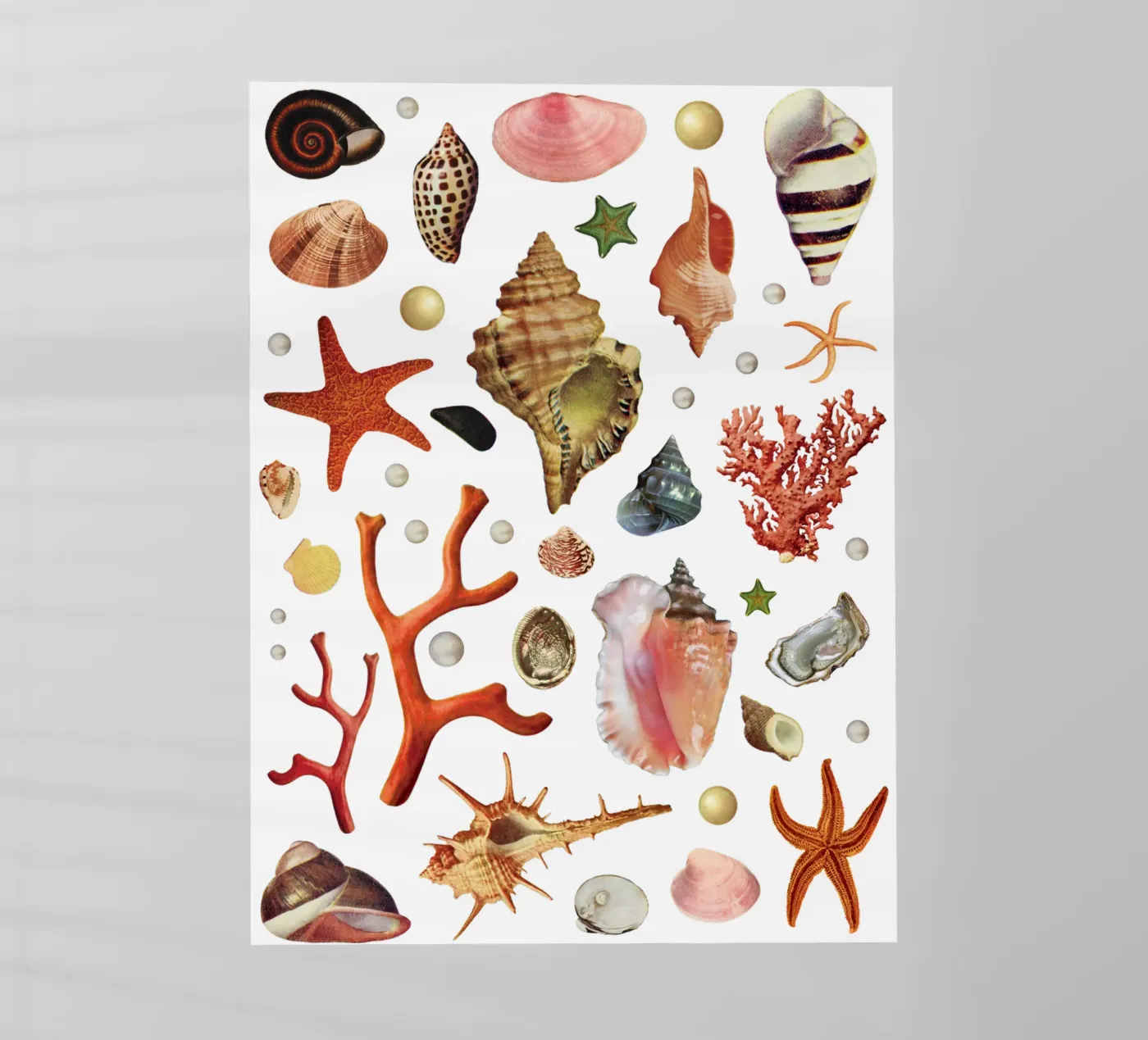 Shell collection pellicola backlit da MsGonzalez