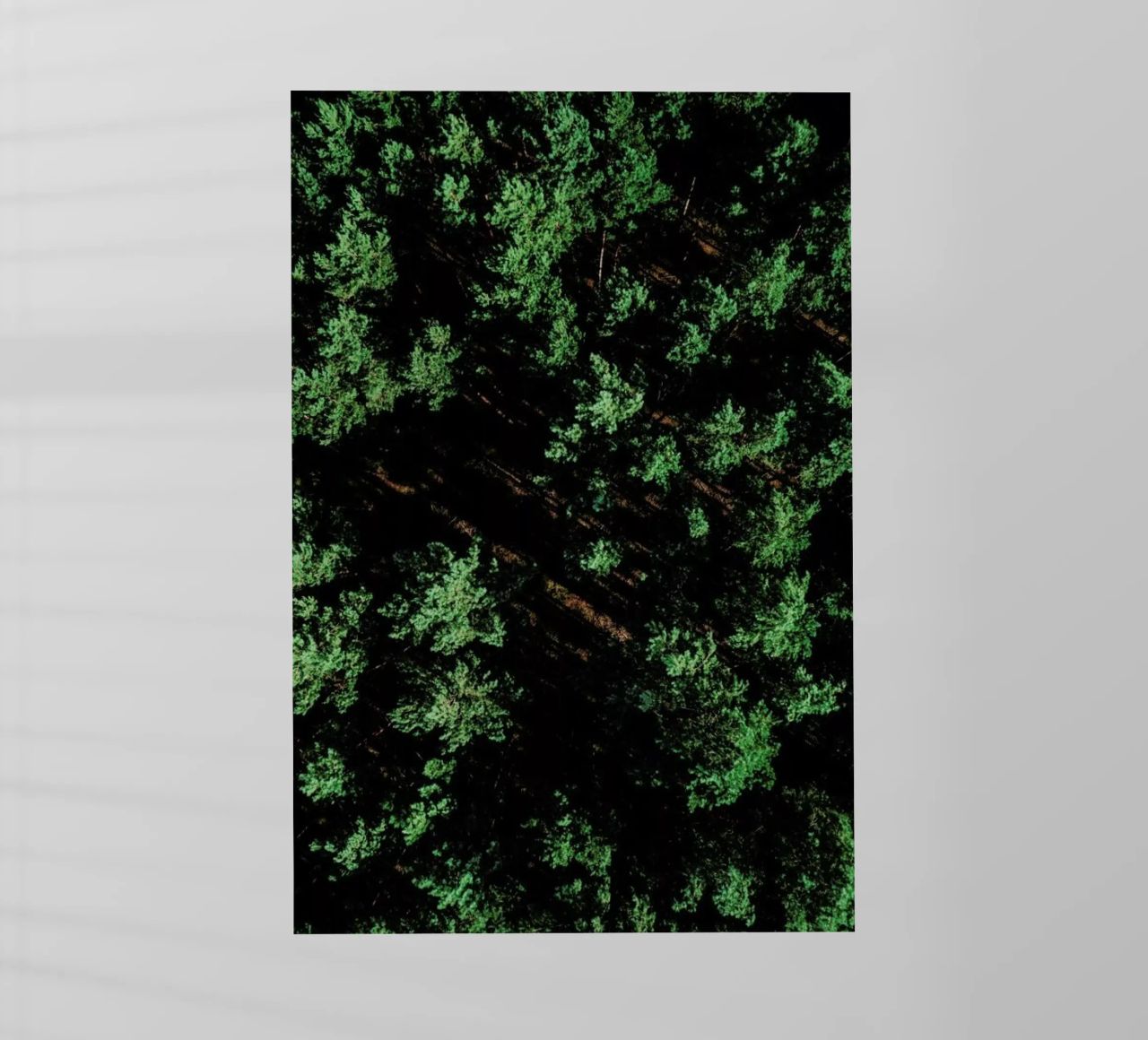 Pattern Forest pellicola backlit da Sebastian Hilgetag