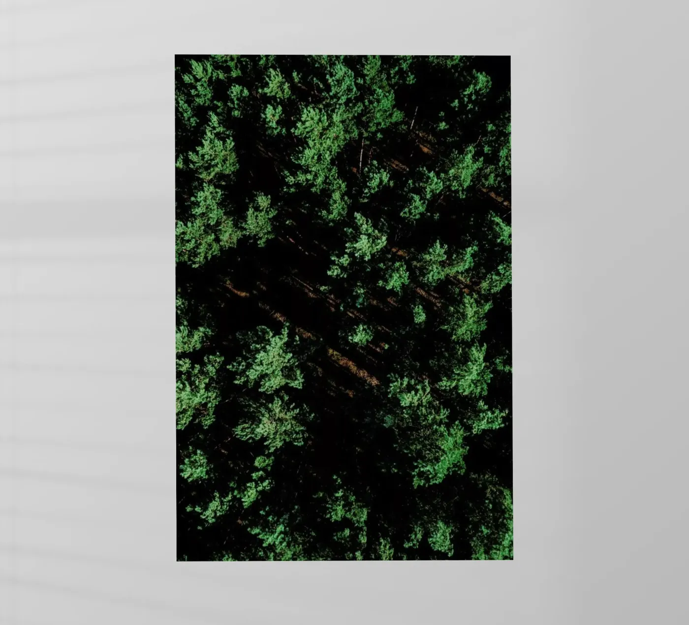 Pattern Forest Backlit Folie von Sebastian Hilgetag