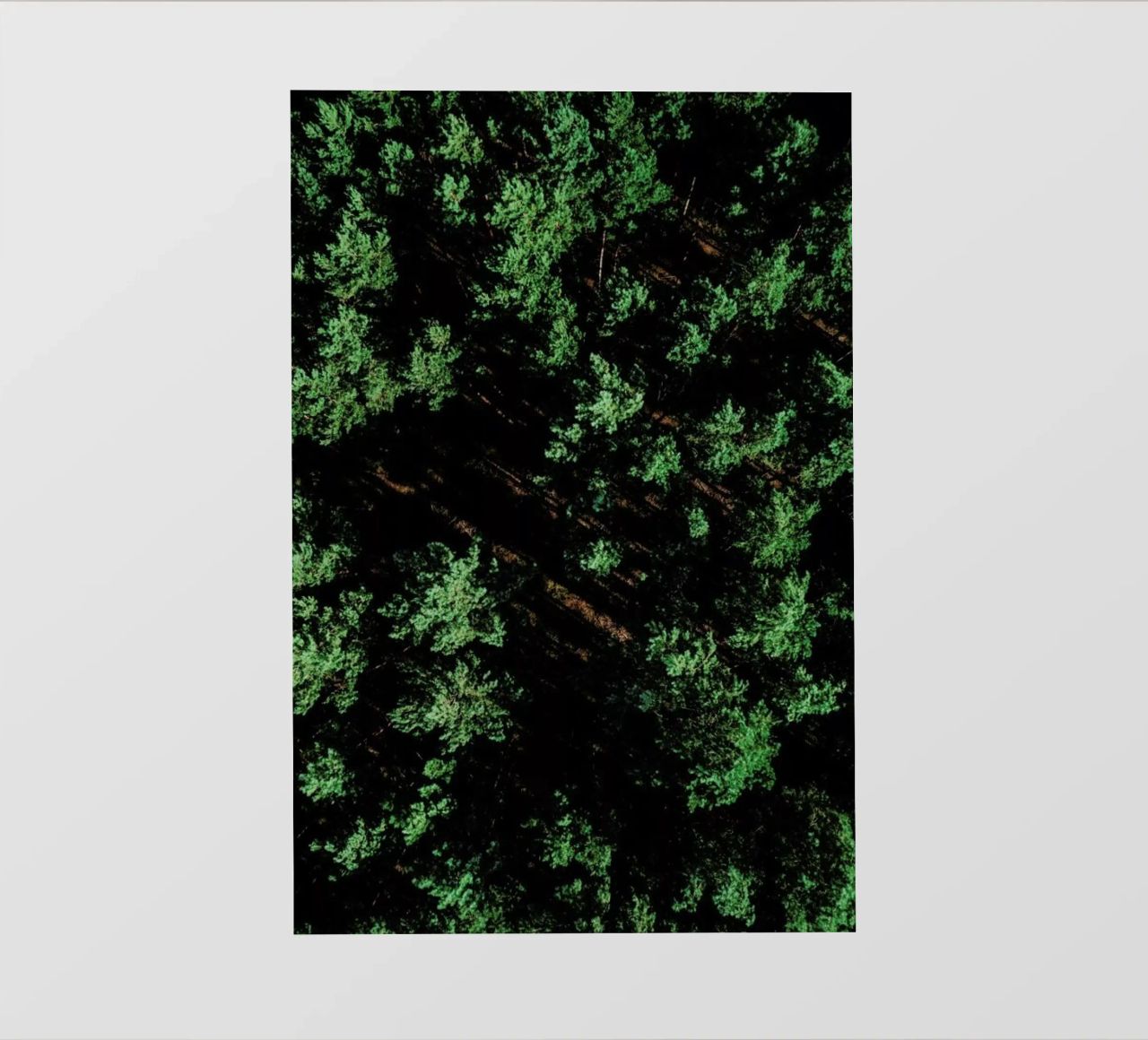 Pattern Forest pellicola backlit da Sebastian Hilgetag