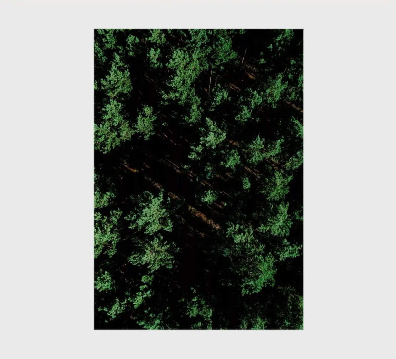 Pattern Forest notebook by Sebastian Hilgetag