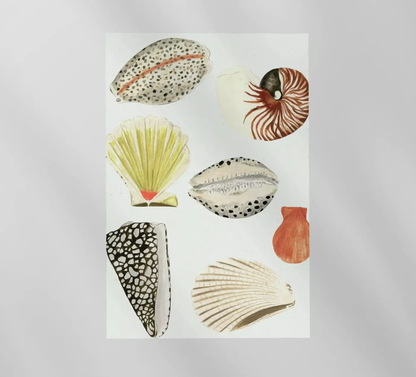 Shells backlit folie van Isabelle Vandeplassche