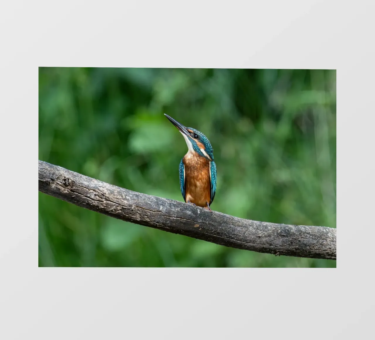 bird kingfisher backlit film by Earthly Visions