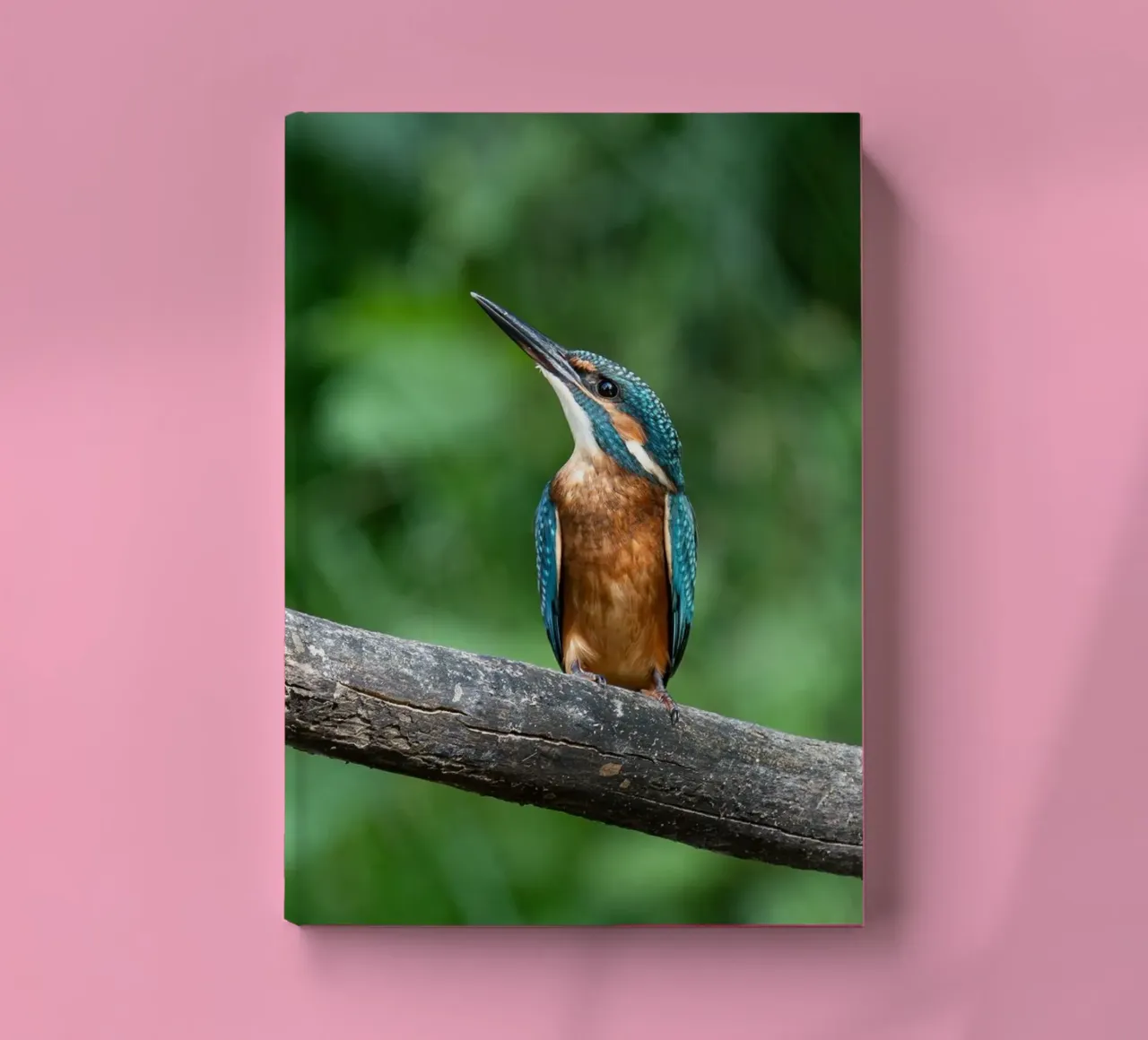 bird kingfisher notebook by Earthly Visions