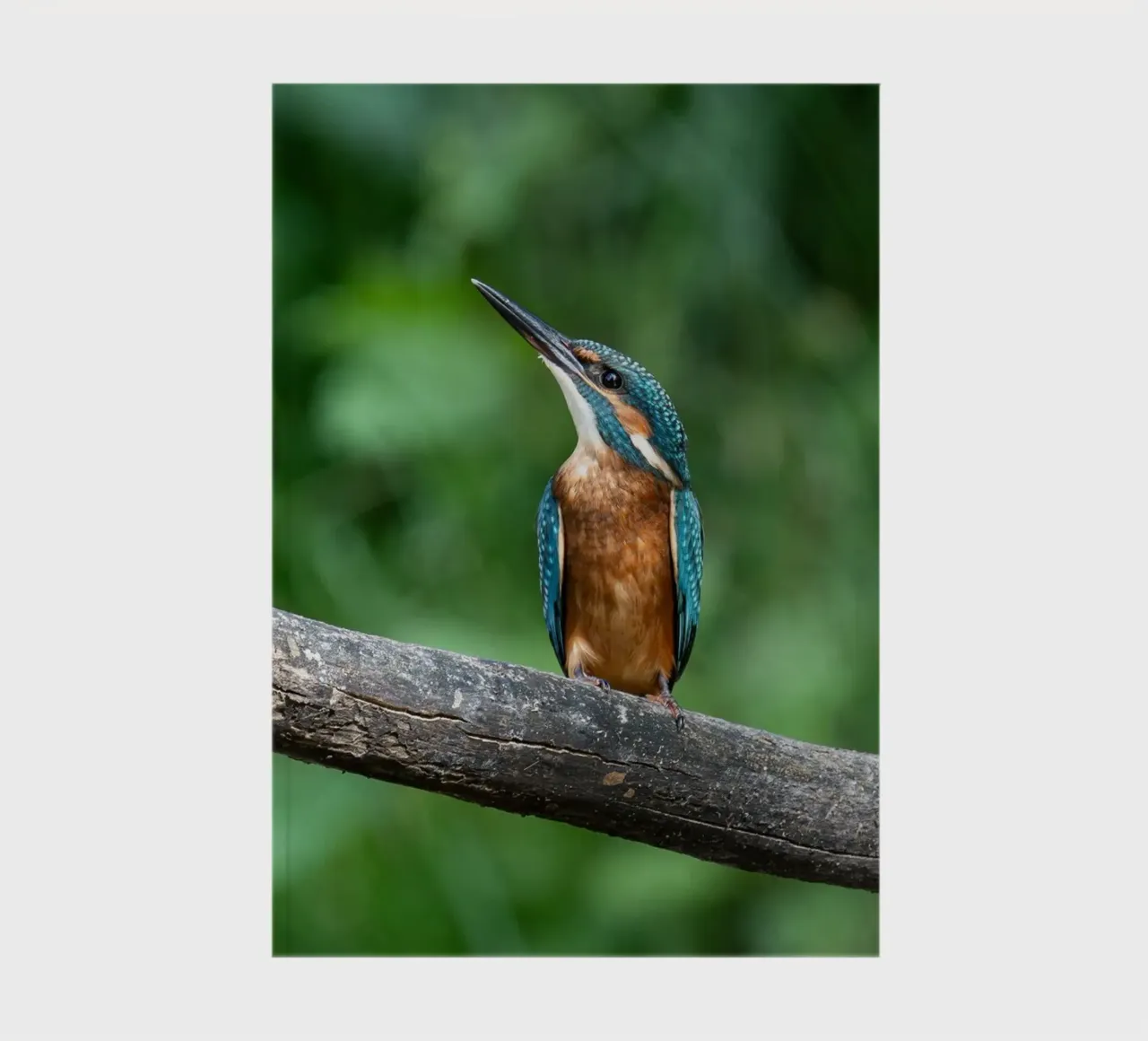 bird kingfisher notebook by Earthly Visions
