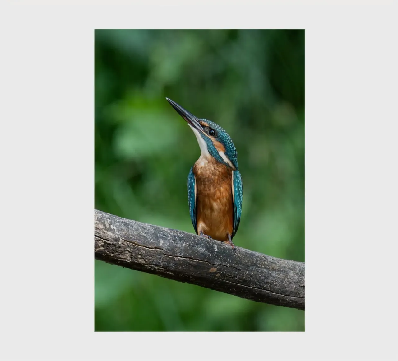 bird kingfisher notebook by Earthly Visions