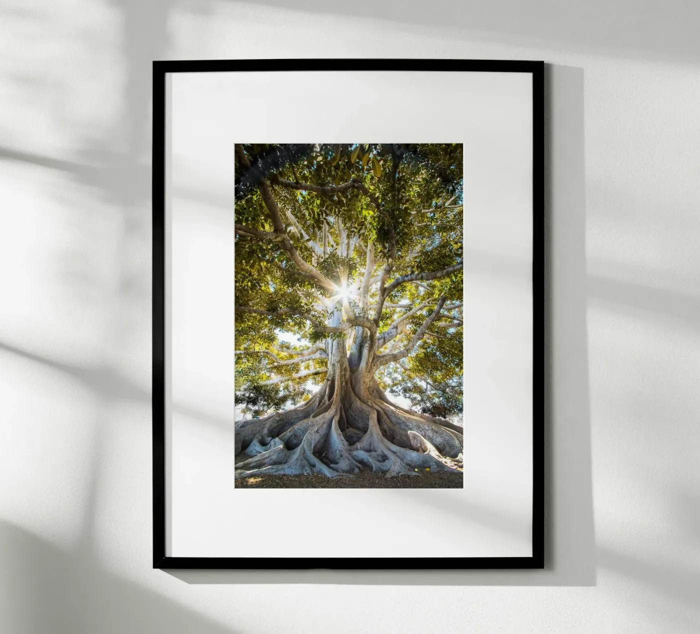 tree sunlight poster by Earthly Visions