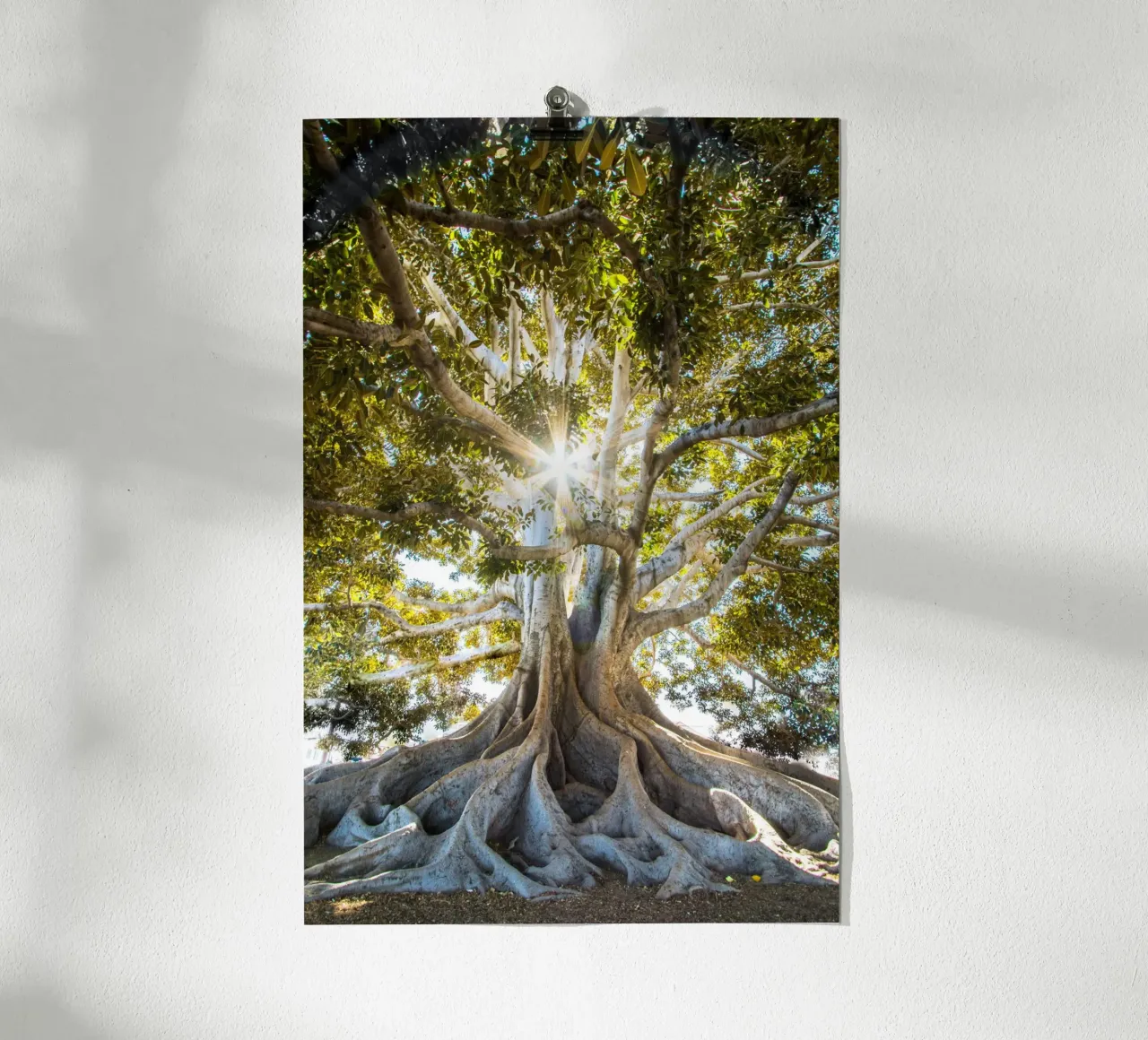 albero luce del sole poster con telaio in alluminio da Earthly Visions