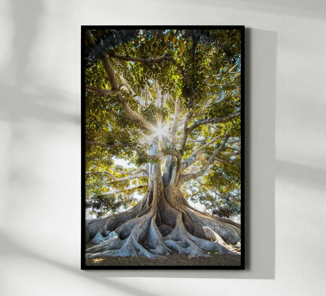 albero luce del sole poster con telaio in alluminio da Earthly Visions