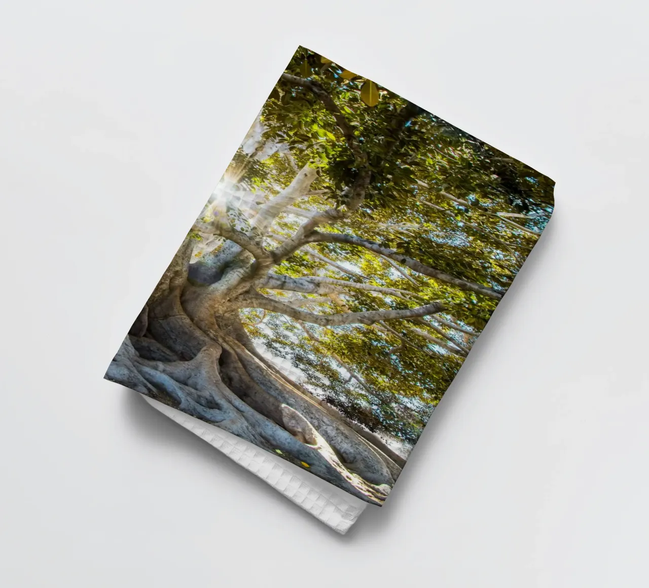 albero luce del sole canovaccio da cucina da Earthly Visions