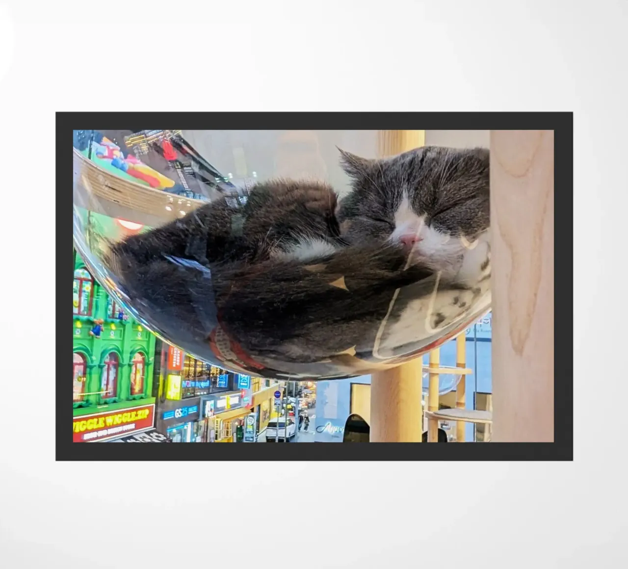 Fotografia in un Cat Café su una strada affollata di Seul, Corea del Sud zerbino da Hecate Pim Designs