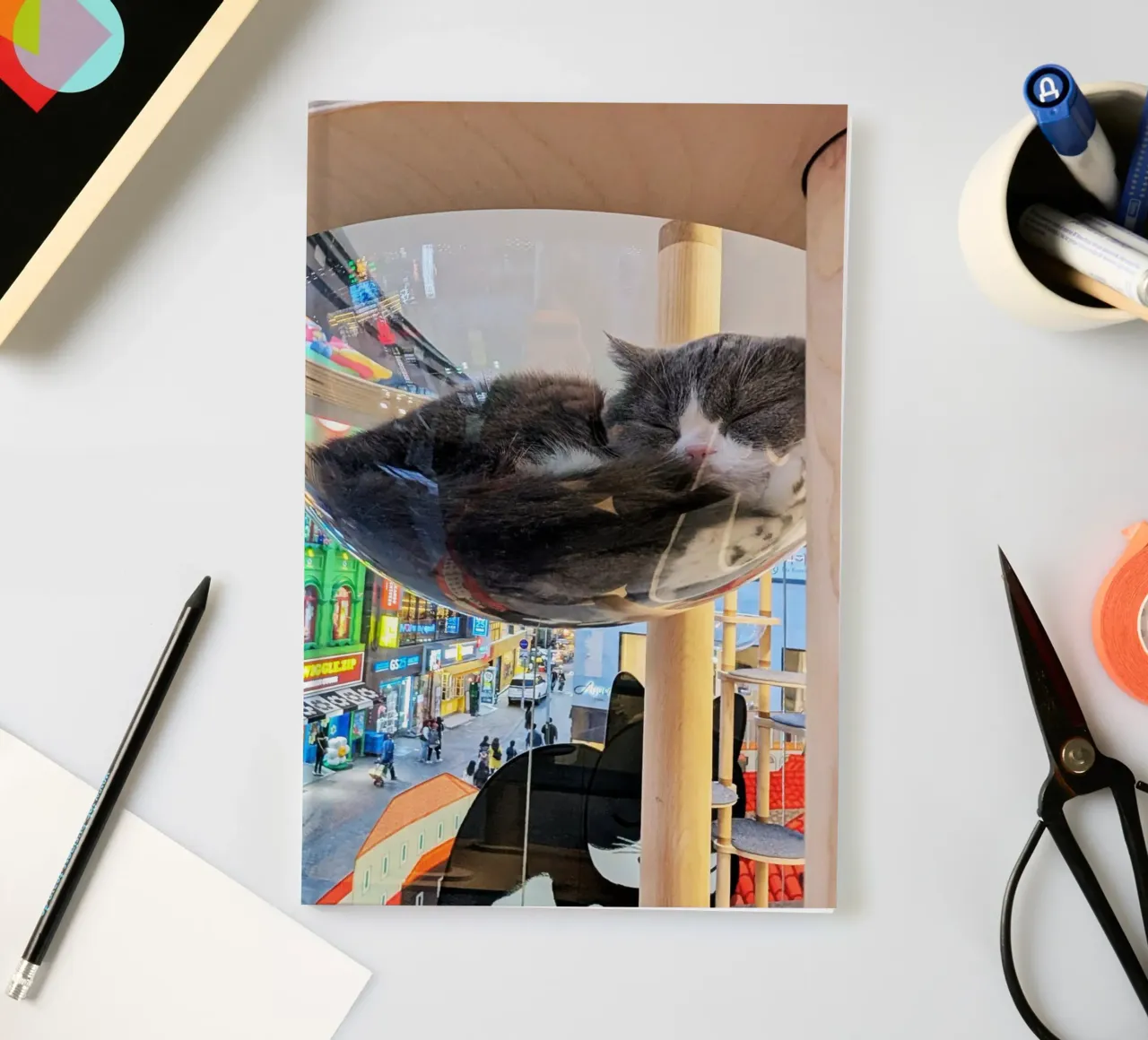 Fotografia in un Cat Café su una strada affollata di Seul, Corea del Sud diario da Hecate Pim Designs